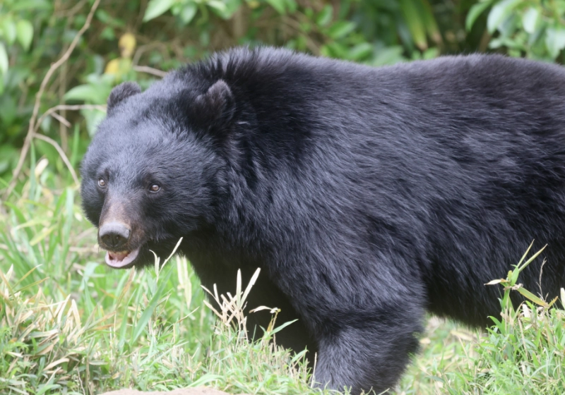 塩尻でクマ目撃ラッシュ 塩尻でクマ目撃ラッシュ