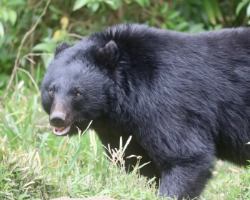 塩尻でクマ目撃ラッシュ ― この春・初夏に知っておきたいこと